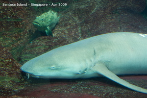 20090422 Singapore-Sentosa Island  26 of 138 